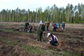 Хвойный лес как инвестиционный актив: бизнес на выращивании деревьев